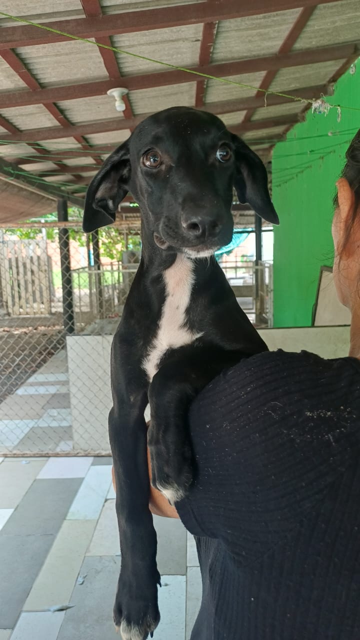 Foto de Pandora